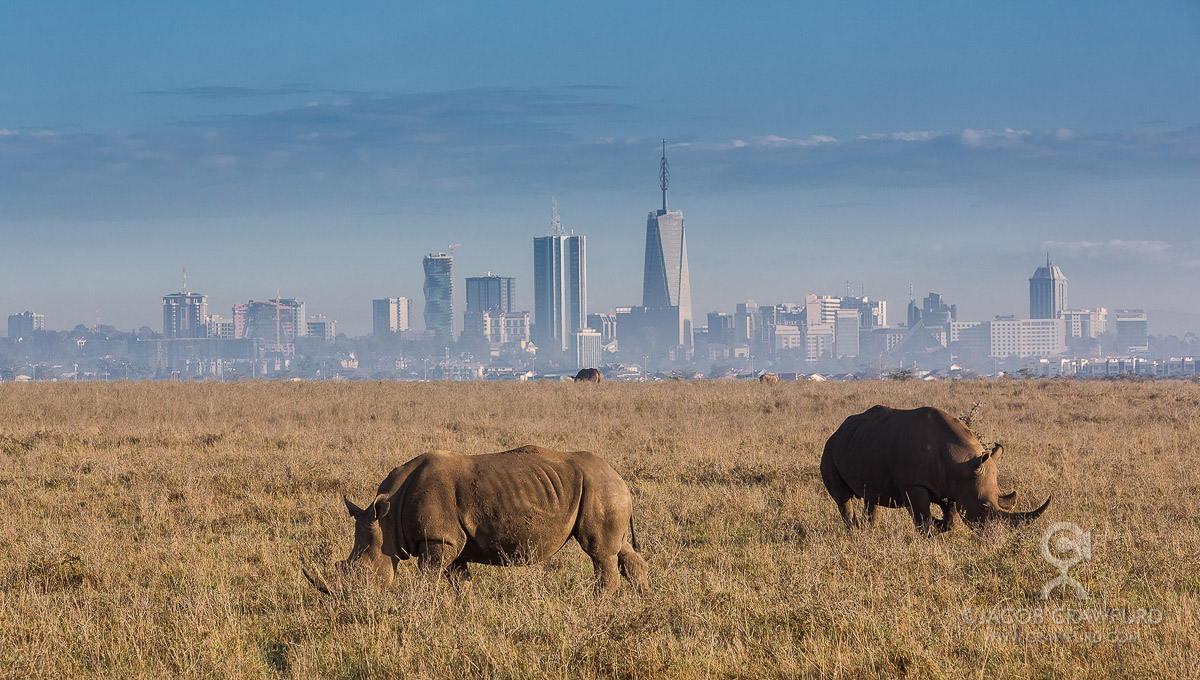 Rhinos and Nairobi skyline, Kenya